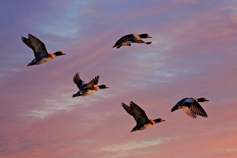 canard siffleur